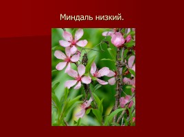 Красная книга Тамбовской области, слайд 6