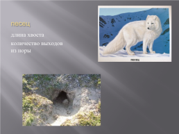 Животные в мире математики (числовые выражения), слайд 6