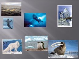 Животные в мире математики (числовые выражения), слайд 8