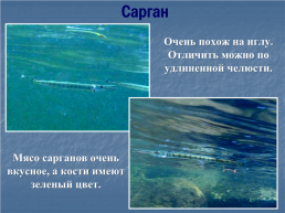 Чёрное море, слайд 28