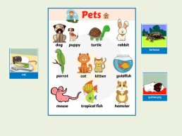 Pets, слайд 2