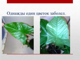 Как определить вредителей комнатных растений, слайд 3