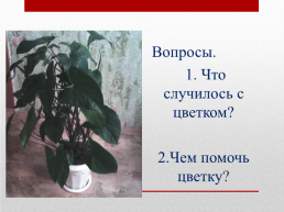 Как определить вредителей комнатных растений, слайд 4