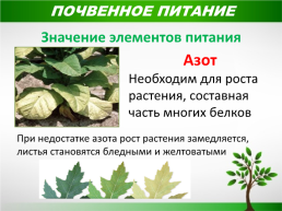 Жизнь растений, слайд 12