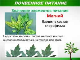 Жизнь растений, слайд 15