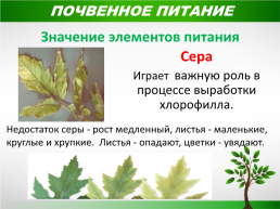 Жизнь растений, слайд 16