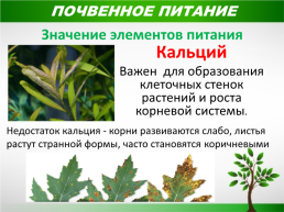 Жизнь растений, слайд 17