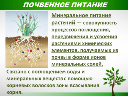 Жизнь растений, слайд 7