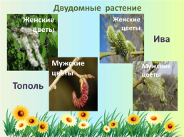 Орган семенного размножения цветковых растений - цветок, слайд 15