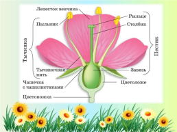 Орган семенного размножения цветковых растений - цветок, слайд 16