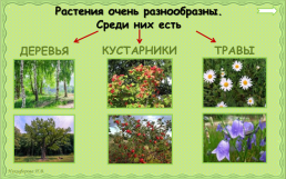 Какие бывают растения?, слайд 3