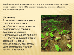 Муравьи- листорезы, слайд 8