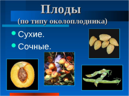 Плоды, слайд 5