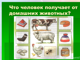 Домашние животные, слайд 10