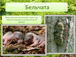 Животные леса, слайд 17