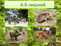 Животные леса, слайд 26