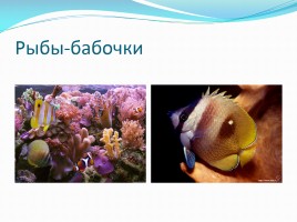 Удивительные рыбы, слайд 9