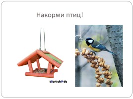 Удивительные птицы, слайд 11
