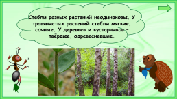 Презентация к уроку окружающего мира, 1 класс умк «Школа России». «Что общего у разных растений?», слайд 6