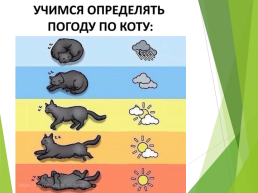 Про кошек и собак, слайд 10