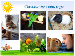 Животные дикие и домашние, слайд 16