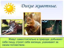 Животные дикие и домашние, слайд 3