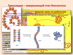 Урок биологии 11 класс тема «Биосинтез белка», слайд 15