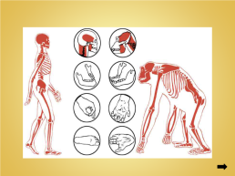 Урок биологии тема «Происхождение человека», слайд 5