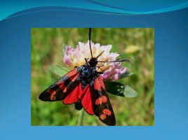 Исследование «Почему у бабочек разноцветные крылья?», слайд 12