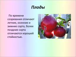 Яблоня, слайд 10