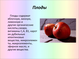 Яблоня, слайд 11