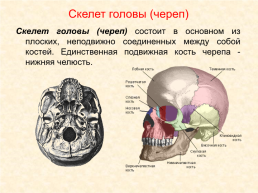 Скелет головы и туловища человека, слайд 4