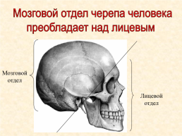 Скелет головы и туловища человека, слайд 8