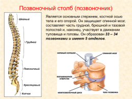 Скелет головы и туловища человека, слайд 9