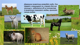 Домашние животные и их польза, слайд 18