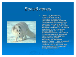 Животные севера, слайд 11