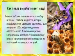 Мед. Пчелиный, слайд 15