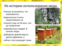 Мед. Пчелиный, слайд 7