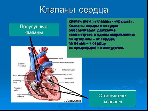 Презентация «Строение и работа сердца»