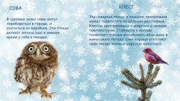 Зимующие птицы России, слайд 6