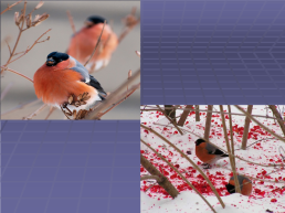 Зимующие птицы нашего села, слайд 19