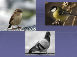 Зимующие птицы нашего села, слайд 9