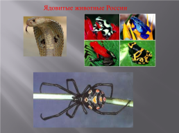 Ядовитые животные России, слайд 1