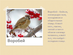 Зимующие птицы 2, слайд 9