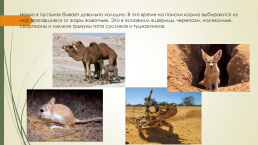 Доклад по теме «Животные и растения тропических пустынь», слайд 10