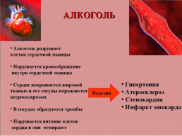 Вредное влияние курения, алкоголя и наркотиков на сердце и кровеносные сосуды, слайд 14
