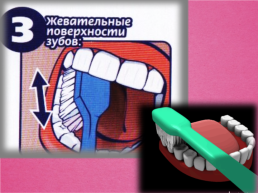 Строение и функции зубов. Гигиена зубов 9 класс, слайд 25