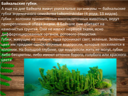 Эндемики Байкала, слайд 10