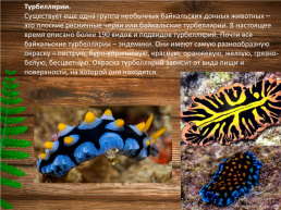 Эндемики Байкала, слайд 11