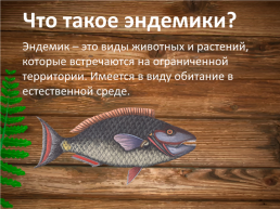 Эндемики Байкала, слайд 2